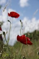 two scarlet poppies on the field