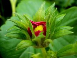 Red flower among green leaves
