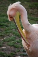 pink pelican with a yellow beak