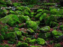 stones in thickets of green moss