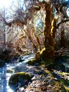 forest stream