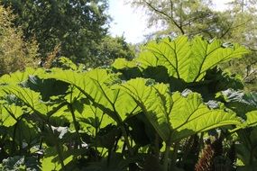 shrub of chilean rhubarb