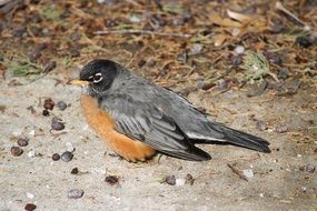 american robin bird