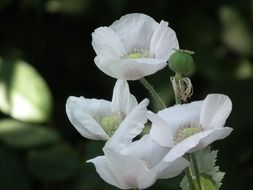 closeup photo of white flowering poppy