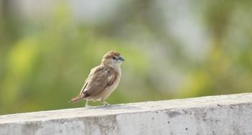 Bird on parapet