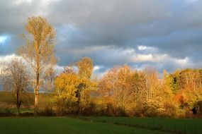 sunny autumn mood in a forest