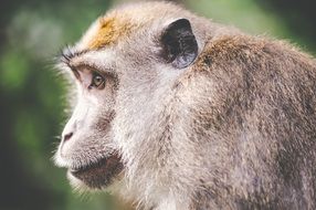 closeup portrait of a monkey head