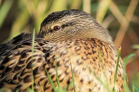 closeup of a duck in wildlife