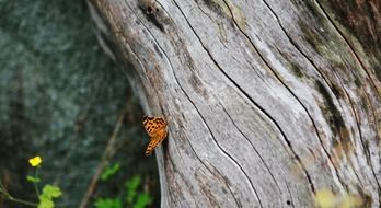 orange butterfly on the tree trunk