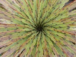 Spotted cactus close-up