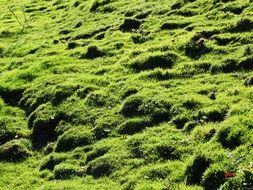 juicy green grass on the alpine meadow