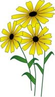painted three yellow spring flowers on a white background
