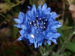 magnificent blue flower