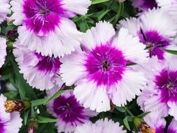 white purple garden flowers close up
