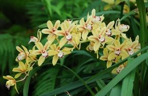yellow orchid in an exotic garden