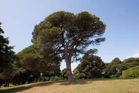 pine tree in a park