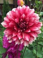 dahlias bright summer flowers