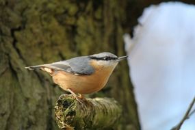 Nuthatch on the branch