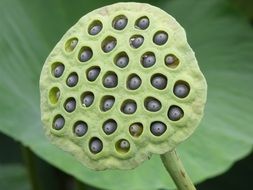 hat of lotus closeup