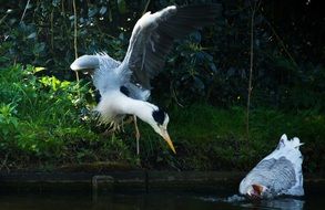 feeding waterfowl birds on a pond