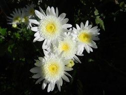 impressive flowers garden