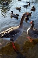 funny geese near pond portrait