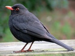 black bird on a wooden bench