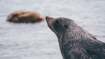 sea lion on the background of the sea in the wild