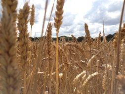 golden rye grows on a farm