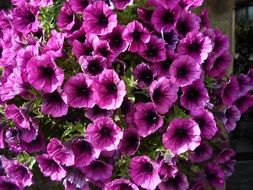 purple flowers with a black center on a bush