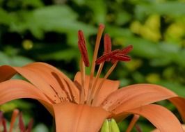 Orange lily flower close-up in the garden