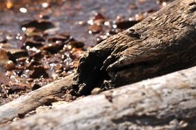 Driftwood in the lake