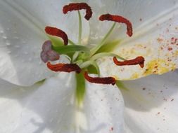 pollen on a lily flower