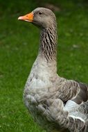 grey goose on lawn