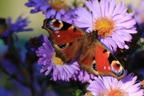 Butterfly peacock on flowers