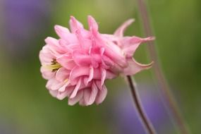 Pink lush flower on blurred background