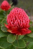 red waratah flower green leaves