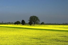 yellow field of mustard plant