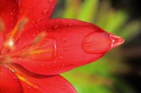 lily flower with water drops close-up shot