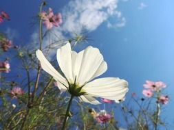 bloom white flower