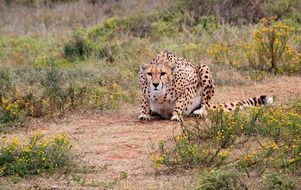 fast cheetah in South Africa