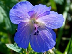 blooming blue cranesbill