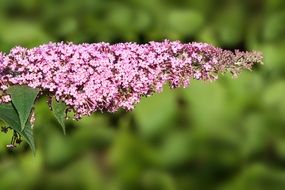 Purple lilac bush