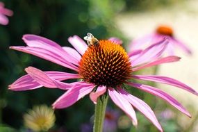 bee sitting on echinacea