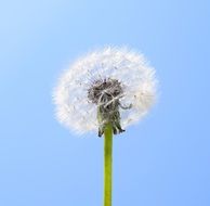 dandelion on a stalk on a background of bright sky