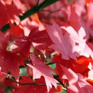 red autumn maple leaves