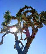 sunshine behind joshua tree