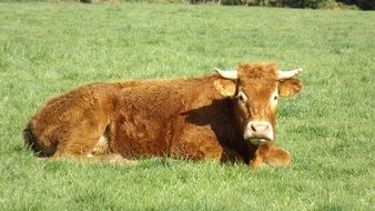 brown cattle on green grass on a clear sunny day