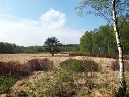 Reed field in a birch forest with colorful plants