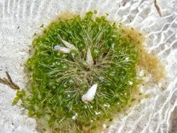 Picture of the plants in a ocean